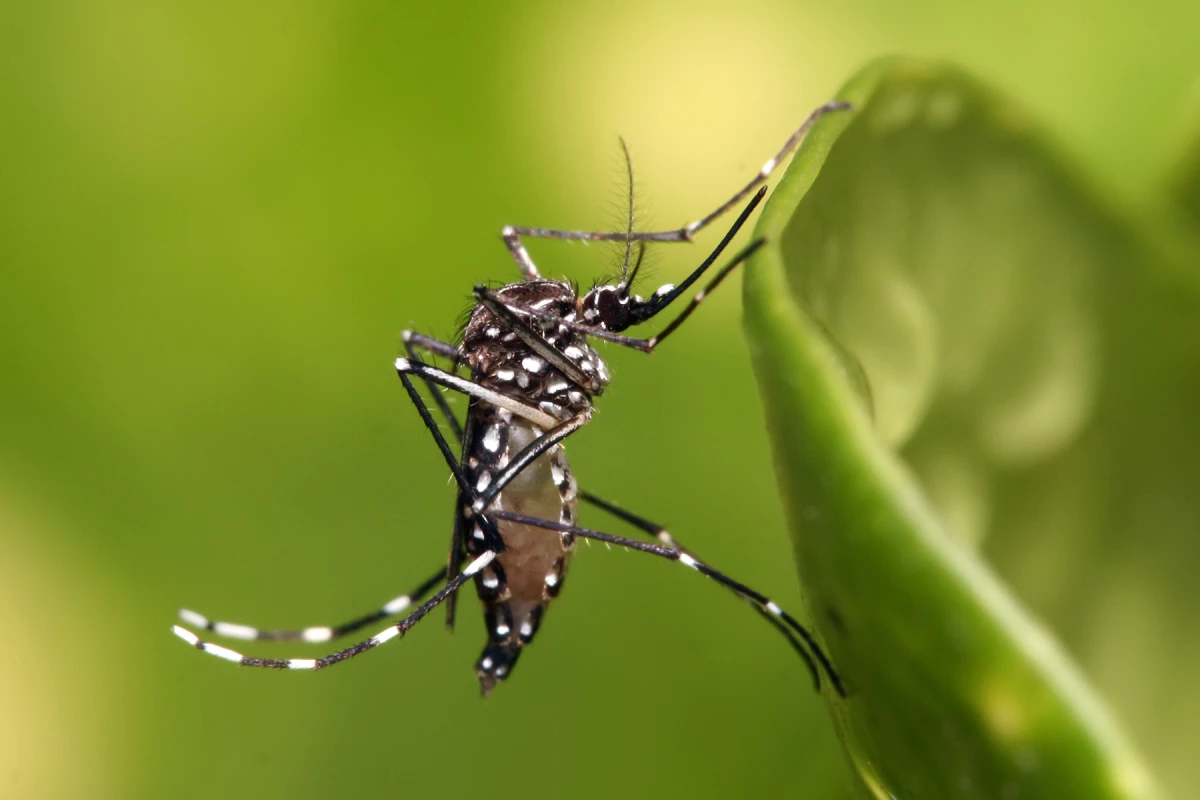 Aedes aegypti, the #1 disease vector for dengue fever (Photo by Muhammad Mahdi Karim, published under the GNU free documentation license)