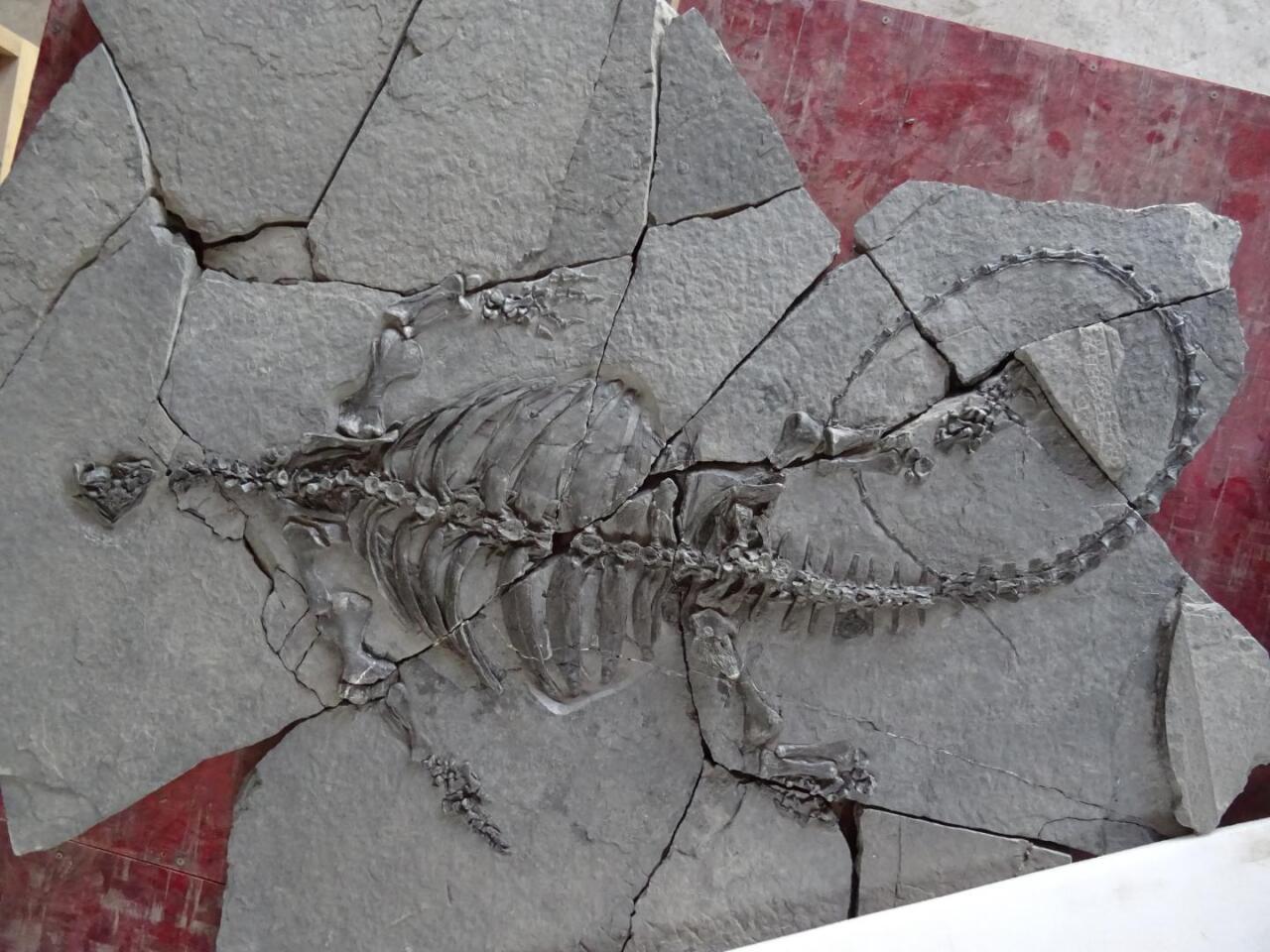 Photograph of the fossil turtle Eorhynchochelys