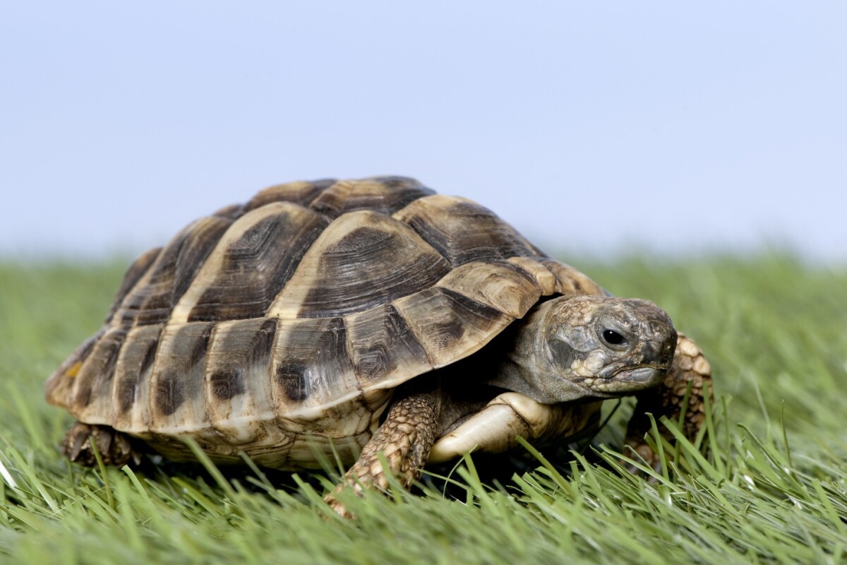 KAIST researchers have developed a system that would let people steer a live turtle just by thinking