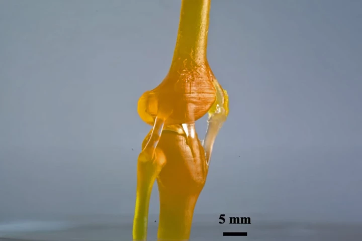 A knee joint model printed from the resin, consisting of both hard (yellow) and stretchable (clear) sections