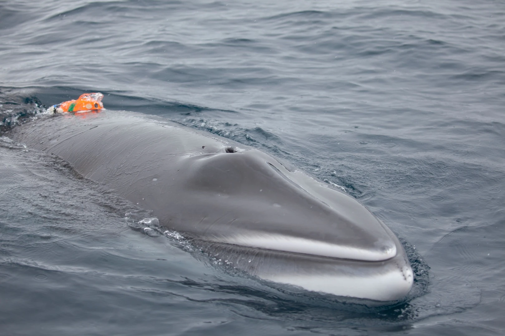 Advanced cameras, particularly those attached to drones, have become invaluable tools for scientists studying marine life