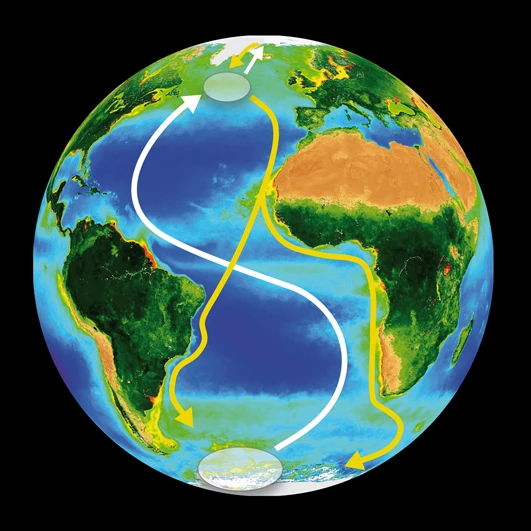 Migration route of the Arctic tern
