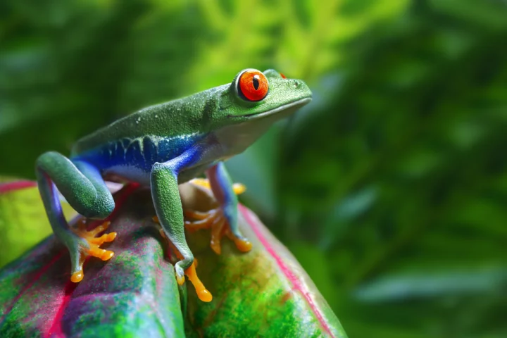 Map of Life is a new Google Maps-based website, which indicates the distribution of almost every species of vertebrate animal in the world (Photo: Shutterstock)