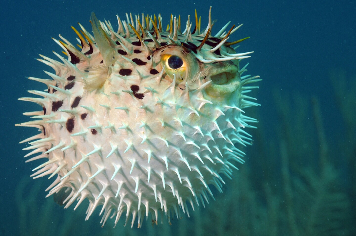 Porcupinefish Inspires Tougher Water Repellent Material