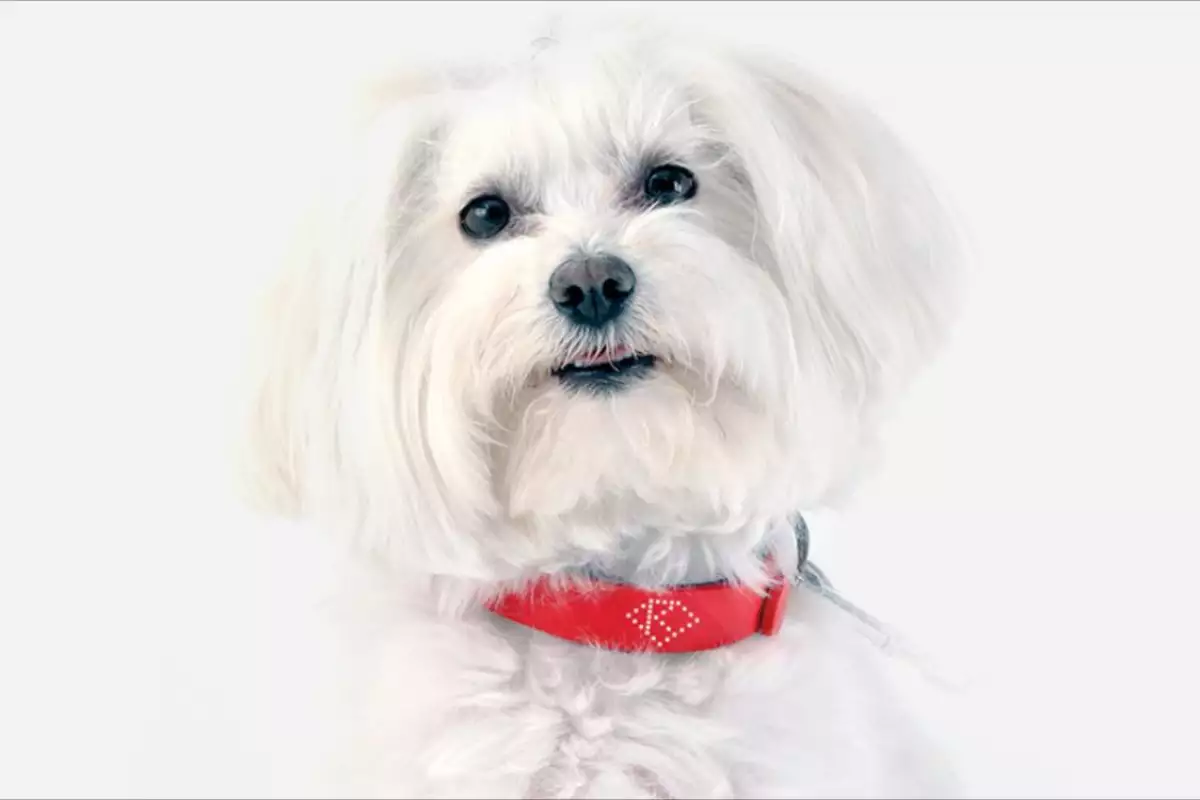 Kyon is a smart dog collar packed with tech to protect your pet