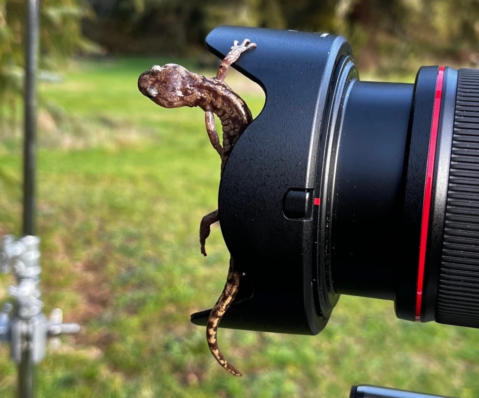 "I'm ready for my close-up" – it's possible that other salamanders may possess the same toe-tip-grip mechanism as Aneides vagrans