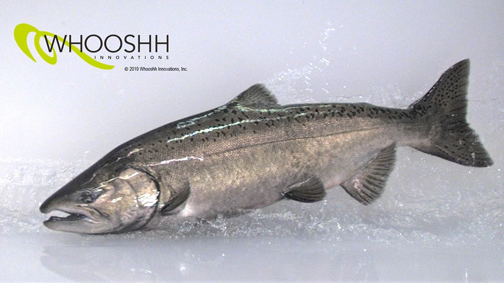 Fish are photographed as they enter the Whooshh Passage Portal