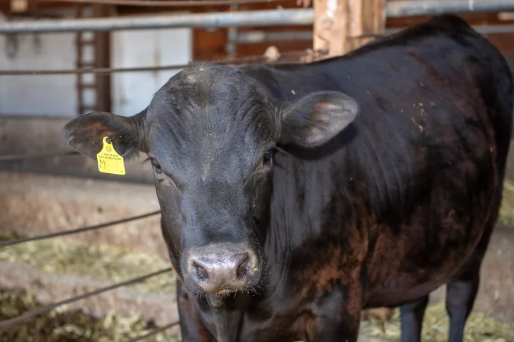 A surrogate sire bull carrying another male's DNA in its sperm