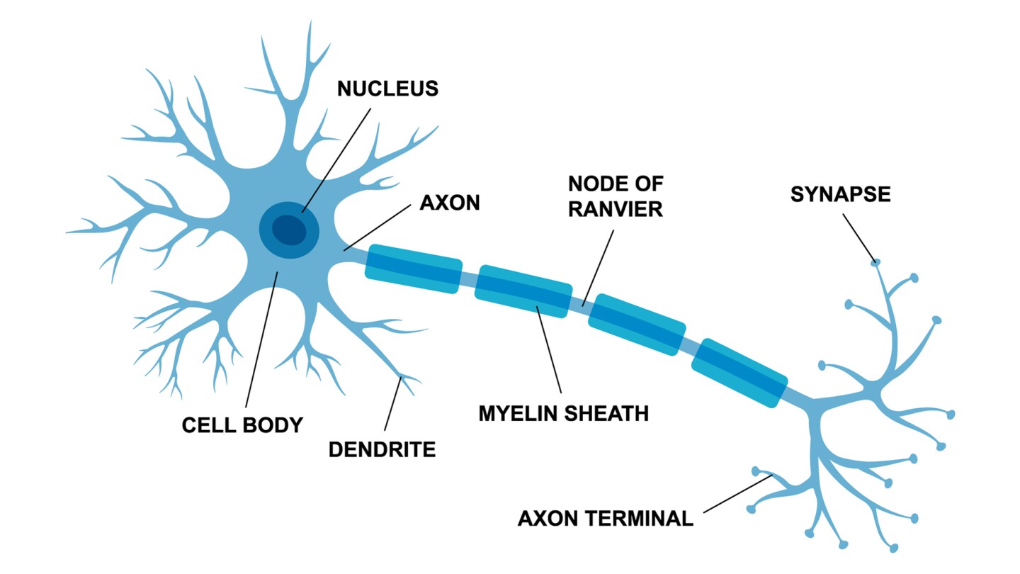 Anatomy of a neuron