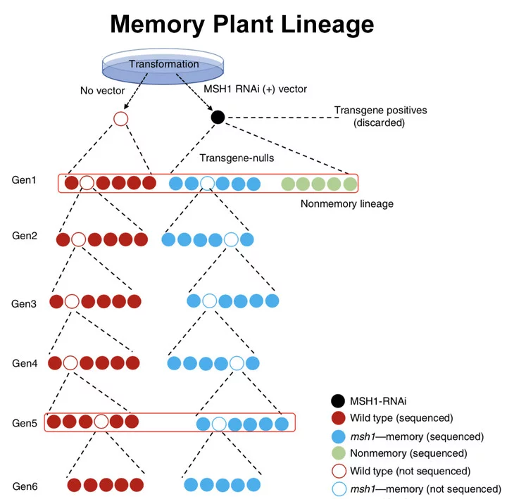 The family tree of the plants showing passed-down behaviors, as selectively bred (right), compared to a wild control group (left)