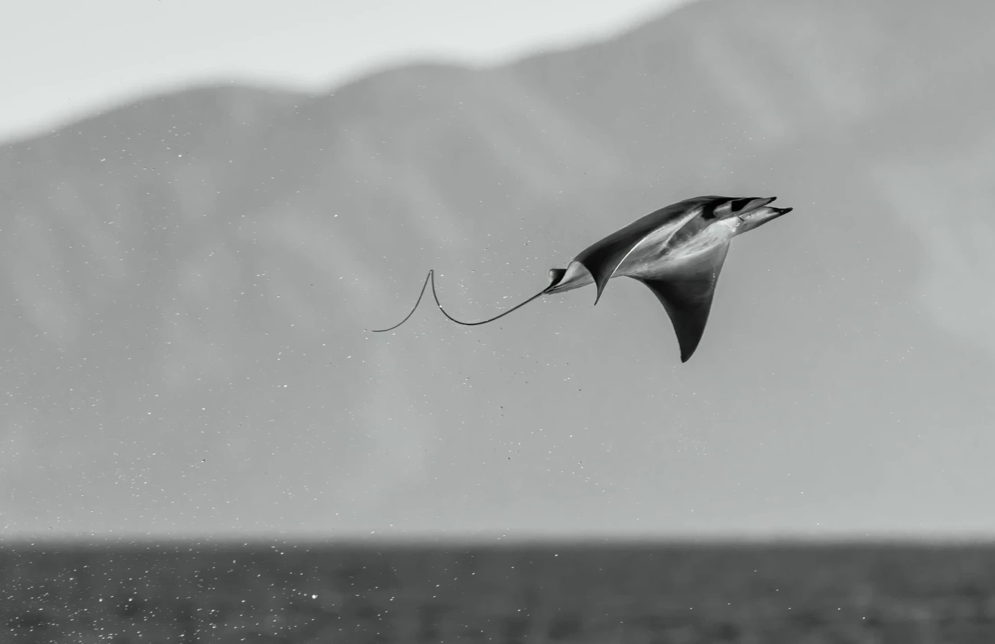 "Mobula Rocket" – Angela J Sanchez (Photographer of the Year)