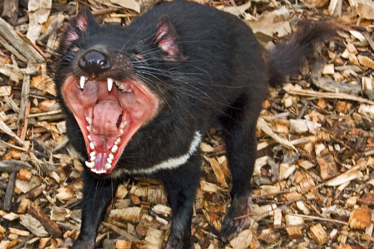 Cambridge scientists have unveiled new data on the mechanisms of a contagious tumor that threatens Tasmanian devils (Photo credit: Save the Tasmanian Devil)