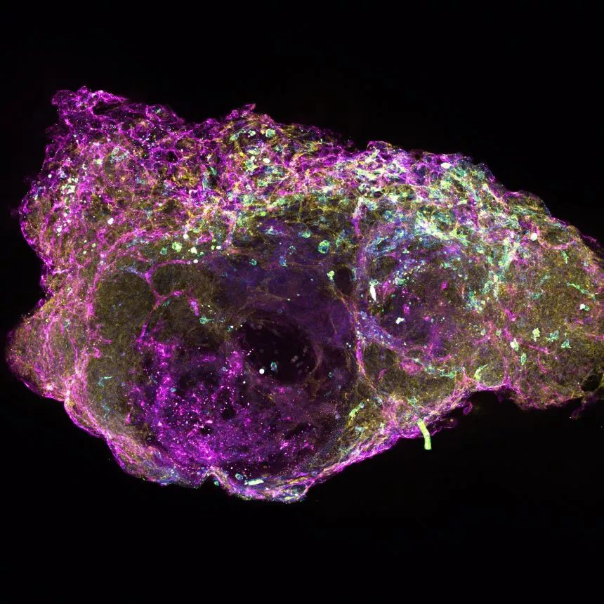 A cross-section of newly developed lab-grown bone marrow
