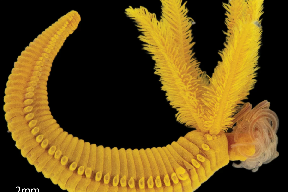 The worm survives by taking arsenic, spewed out from hydrothermal vents, and turning it into a protective yellow armor.
