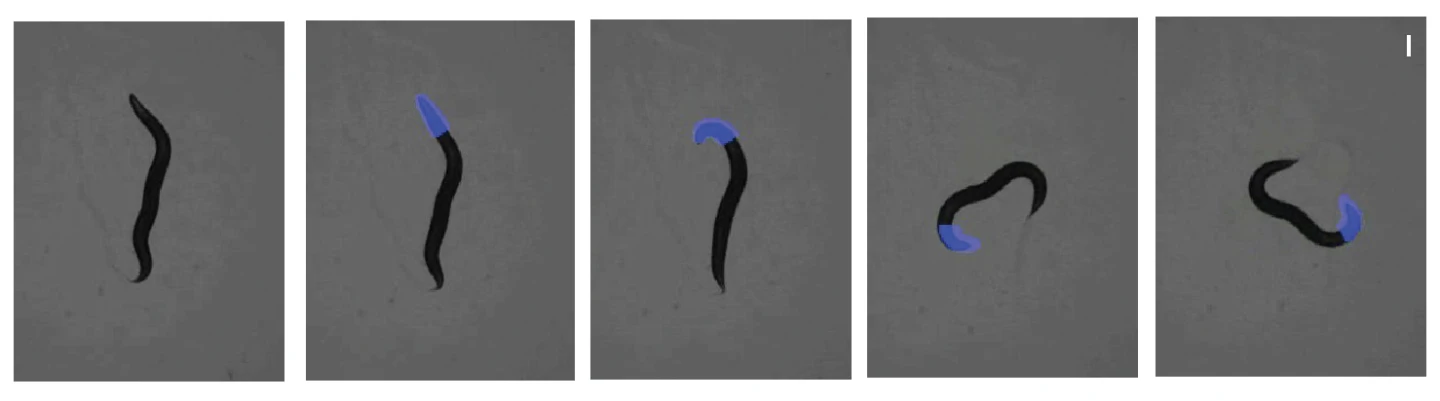 A sequence of images showing what happens when Georgia Tech researchers illuminate the head of a worm expressing light-sensitive optogenetic reagents. The light produces a coiling effect in the head and causes the worm to crawl in a triangular pattern