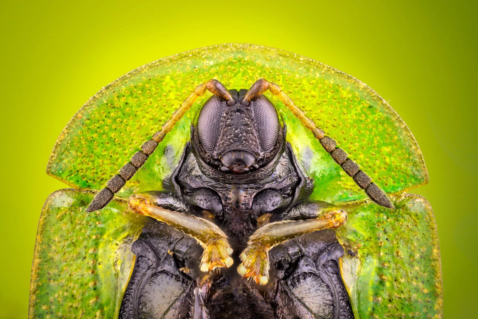 Image of Distinction: Cassida rubiginosa (thistle tortoise beetle), ventral view