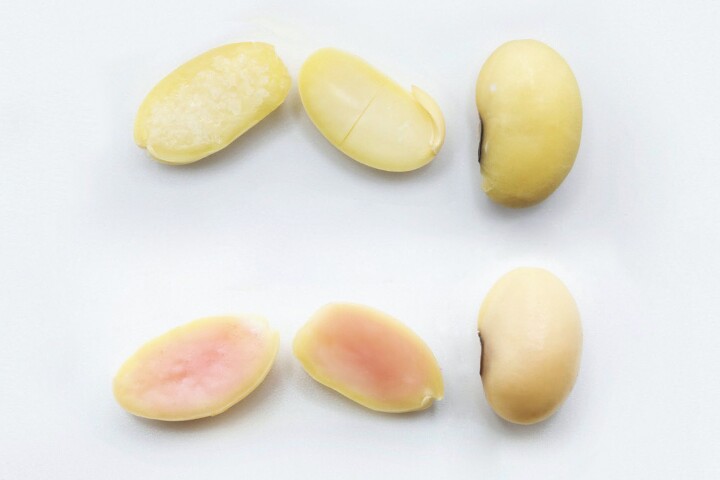 Regular soybeans (top) as compared to porky-pink Piggy Sooy beans (bottom)