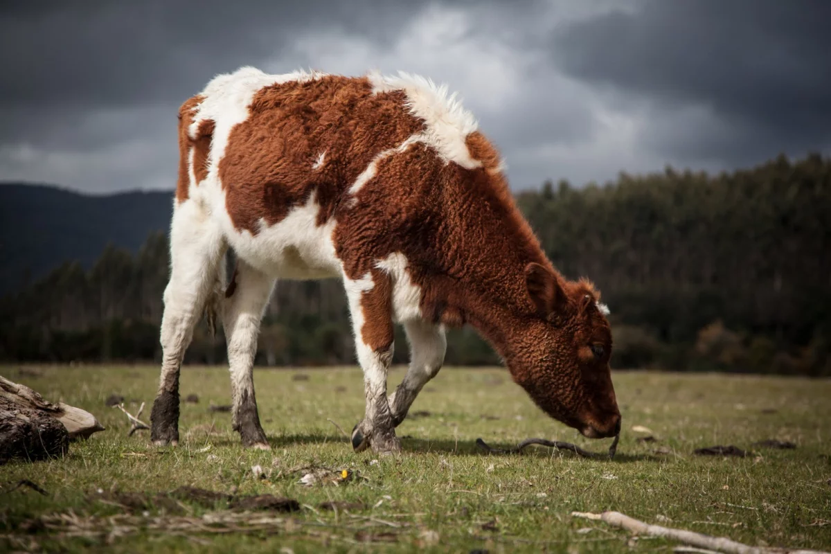 The digestive systems of cows could help us tackle the problem of plastic pollution