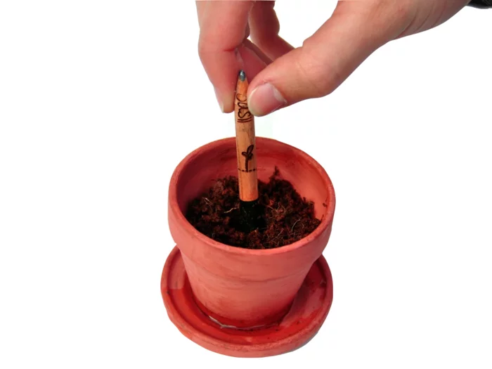 Planting Sprout is as simple as jamming it into a pot filled with soil