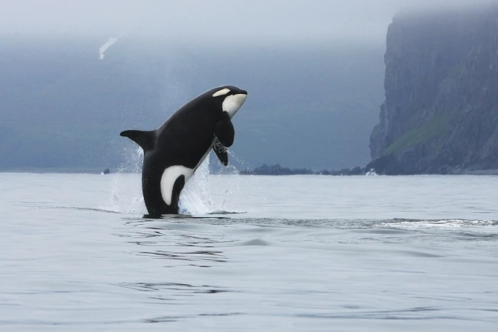 Canadian researchers are taking advantage of aerial drones to track the well being of Killer whales (Photo: Shutterstock)