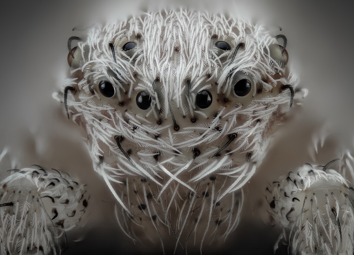 6th Place winner in the Nikon Microscopic Photography Awards. Small white hair spider