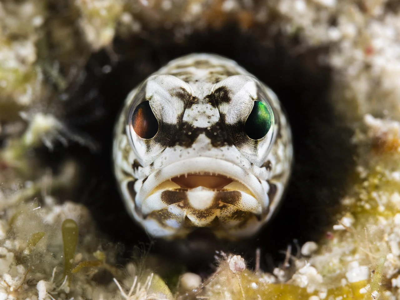 Honorable mention in the Mirrorless Macro category. Face to face with an unidentified fish in the Bahamas