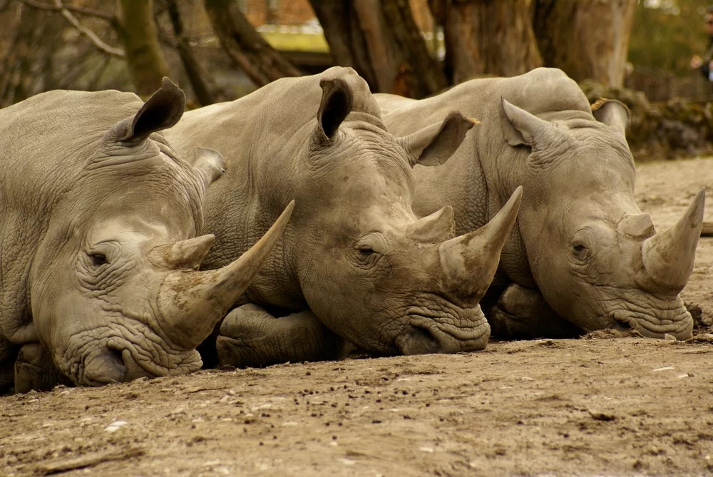 An unmanned aerial system being developed by AREND aims to deter rhino poaching in Africa's national parks (Photo: Shutterstock)