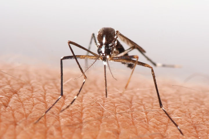 For the first time, researchers have shown how the degree of environmental change affects the transmission of insect-borne diseases