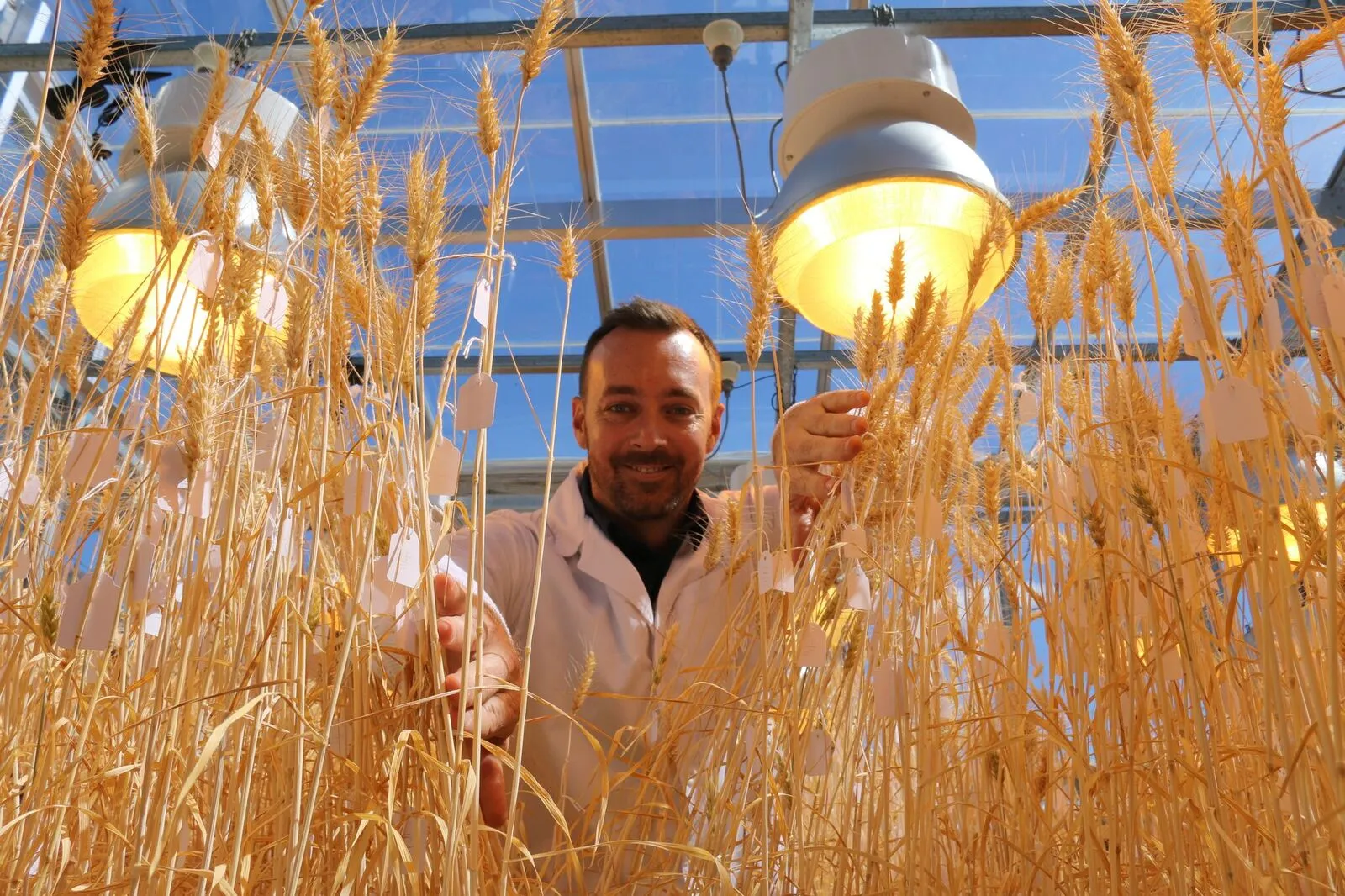 The speed breeding technique was developed by scientists at the University of Sydney, the University of Queensland (UQ) and the John Innes Centre