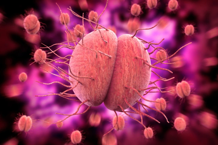 Some strains of the gonorrhea-causing bacteria Neisseria gonorrhoeae are resistant to multiple antibiotics