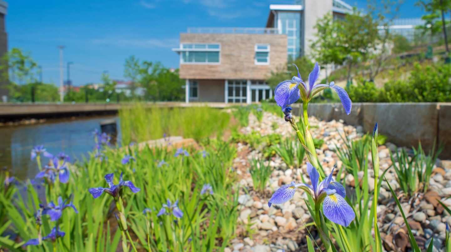 A lagoon system at the Center for Sustainable Landscapes replicates the natural water treatment process that occurs in wetlands and marshes (Photo: Denmarsh Photography)