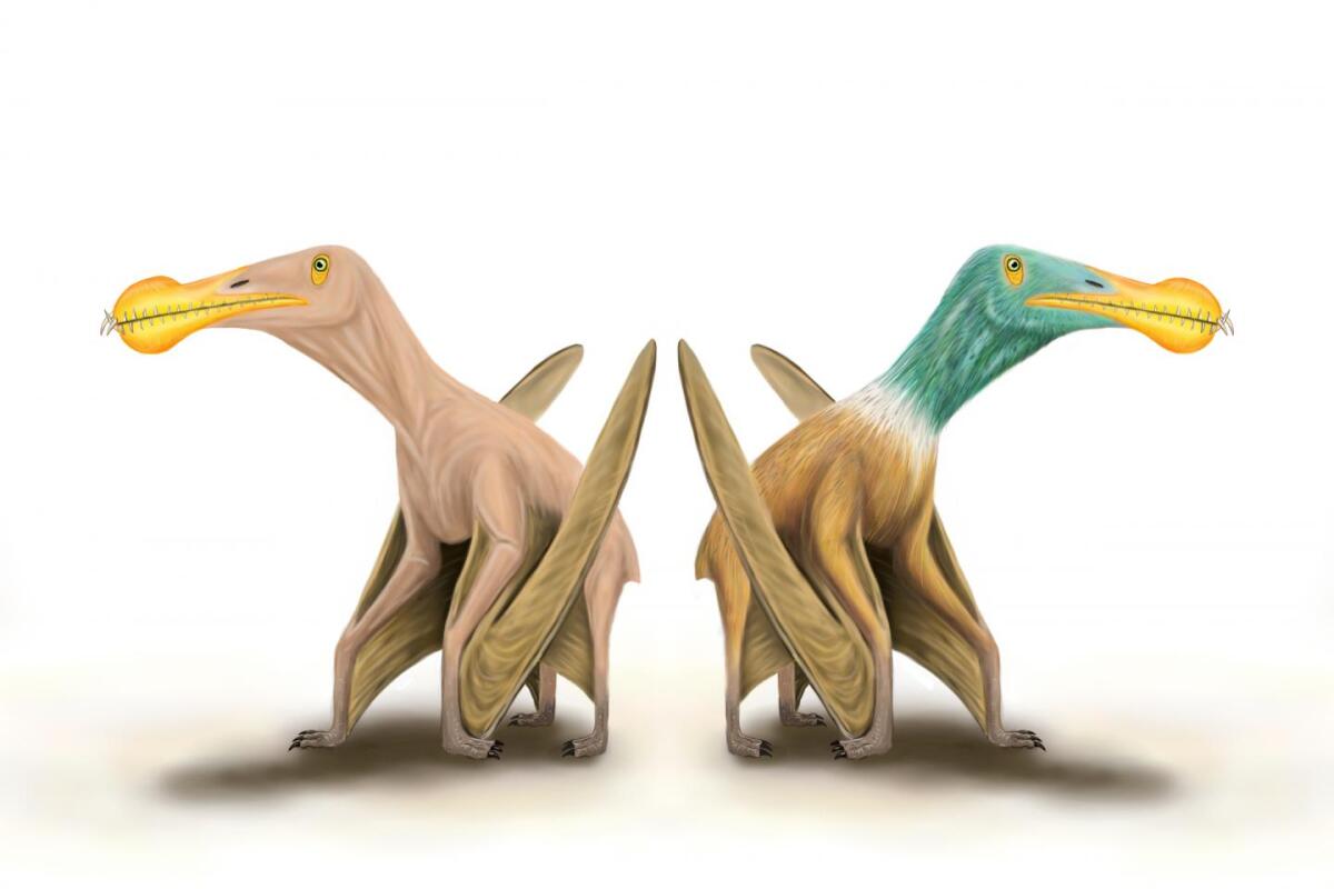 An artist's illustration of a "naked" pterosaur (left) and a feathered one (right)