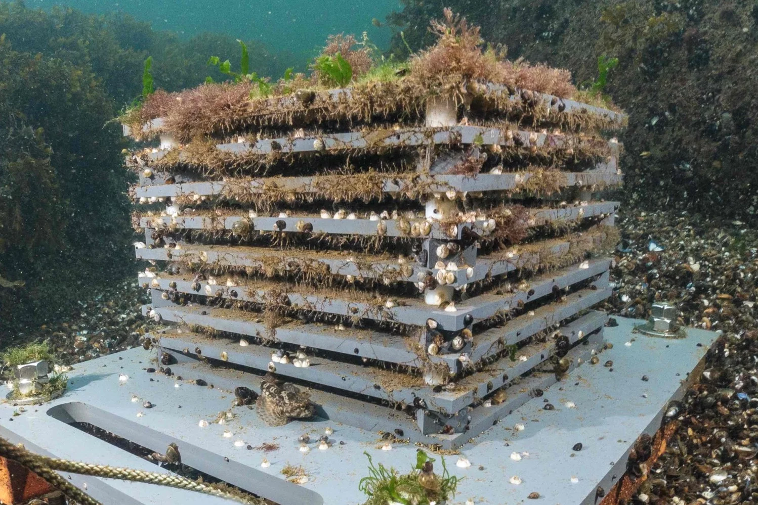 An ARMS unit, loaded up with marine organisms