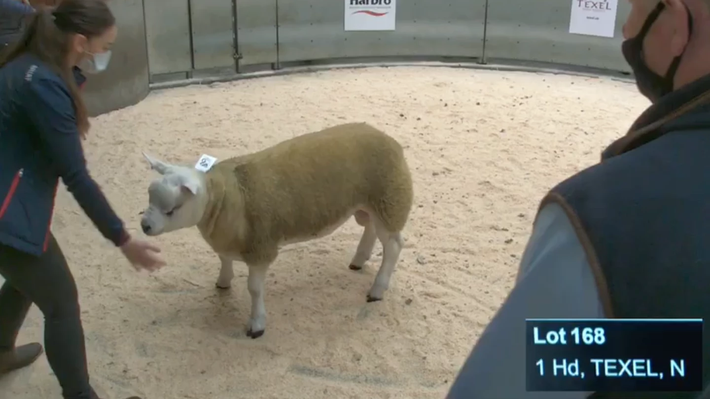 The Texel Sheep Society auctions on August 27, 2020 saw the sale of this six-month-old ram lamb for £367,500 ($486,095)