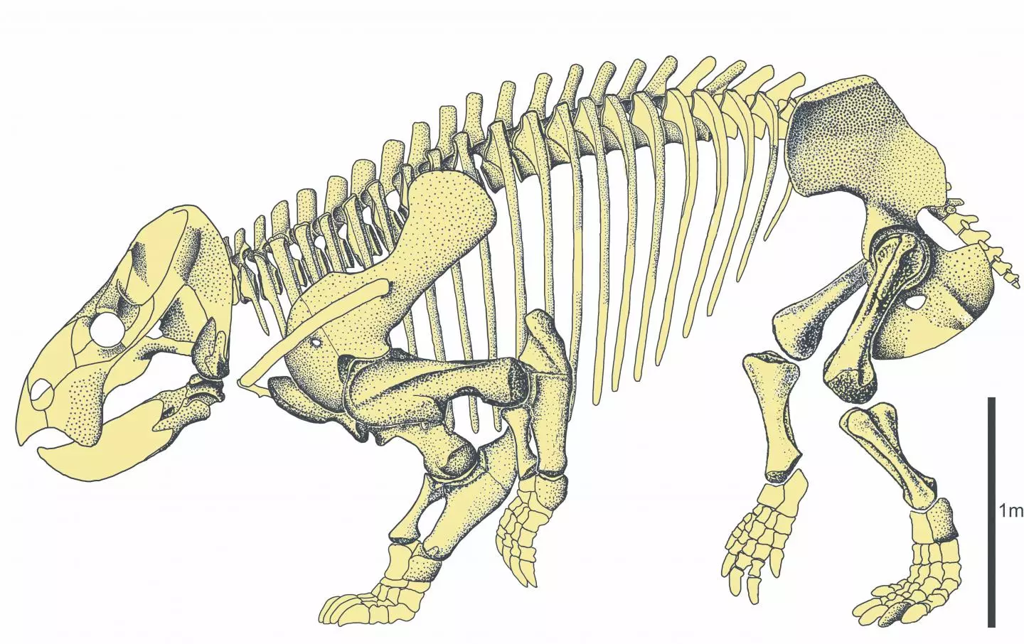 An artist's recreation of the skeleton of Lisowicia bojani