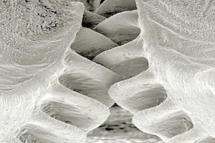 Gear teeth of a juvenile Issus coleaptratus (Photo: University of Cambridge)