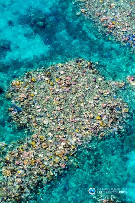 The Great Barrier Reef has suffered through three major bleaching events in modern history