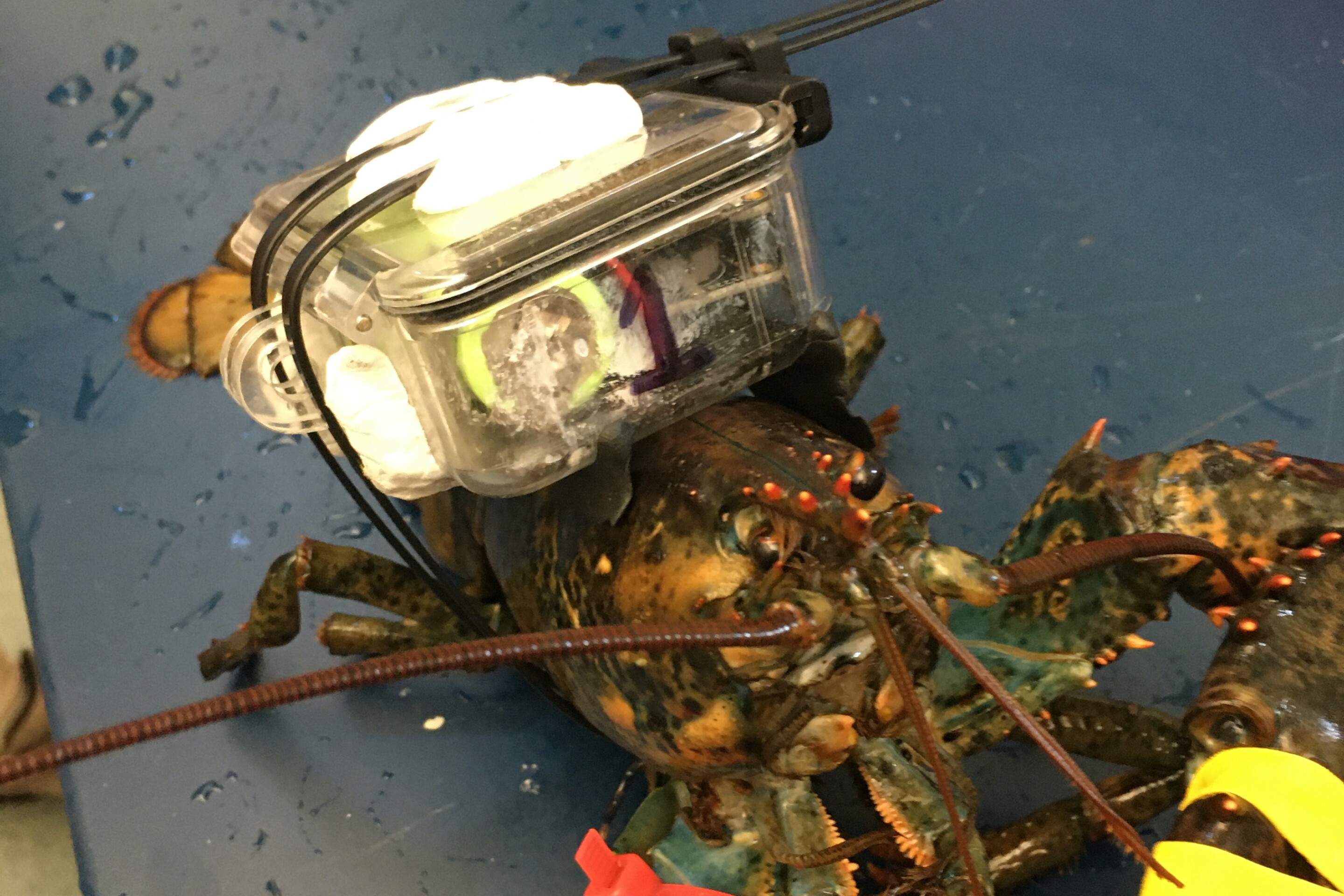 "Fitbit for lobsters" could reduce pressure on wild stocks
