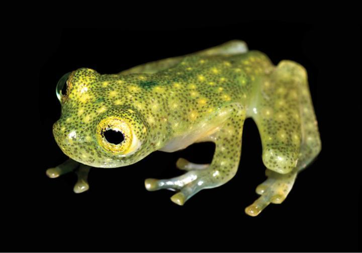 Given that the frogs only reach a length of about 2 cm (0.8 in) and the males hide under leaves, it's not surprising that they hadn't been discovered previously