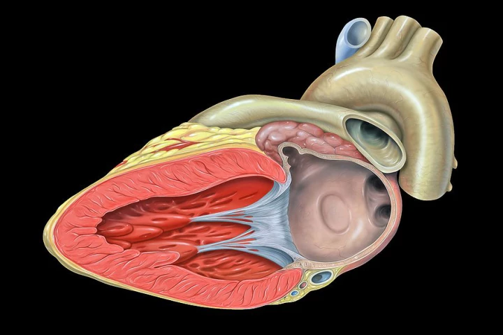 A new breakthrough in cell regeneration could lead to the repair of damaged hearts (Image credit: Patrick J. Lynch, Medical Illustrator)