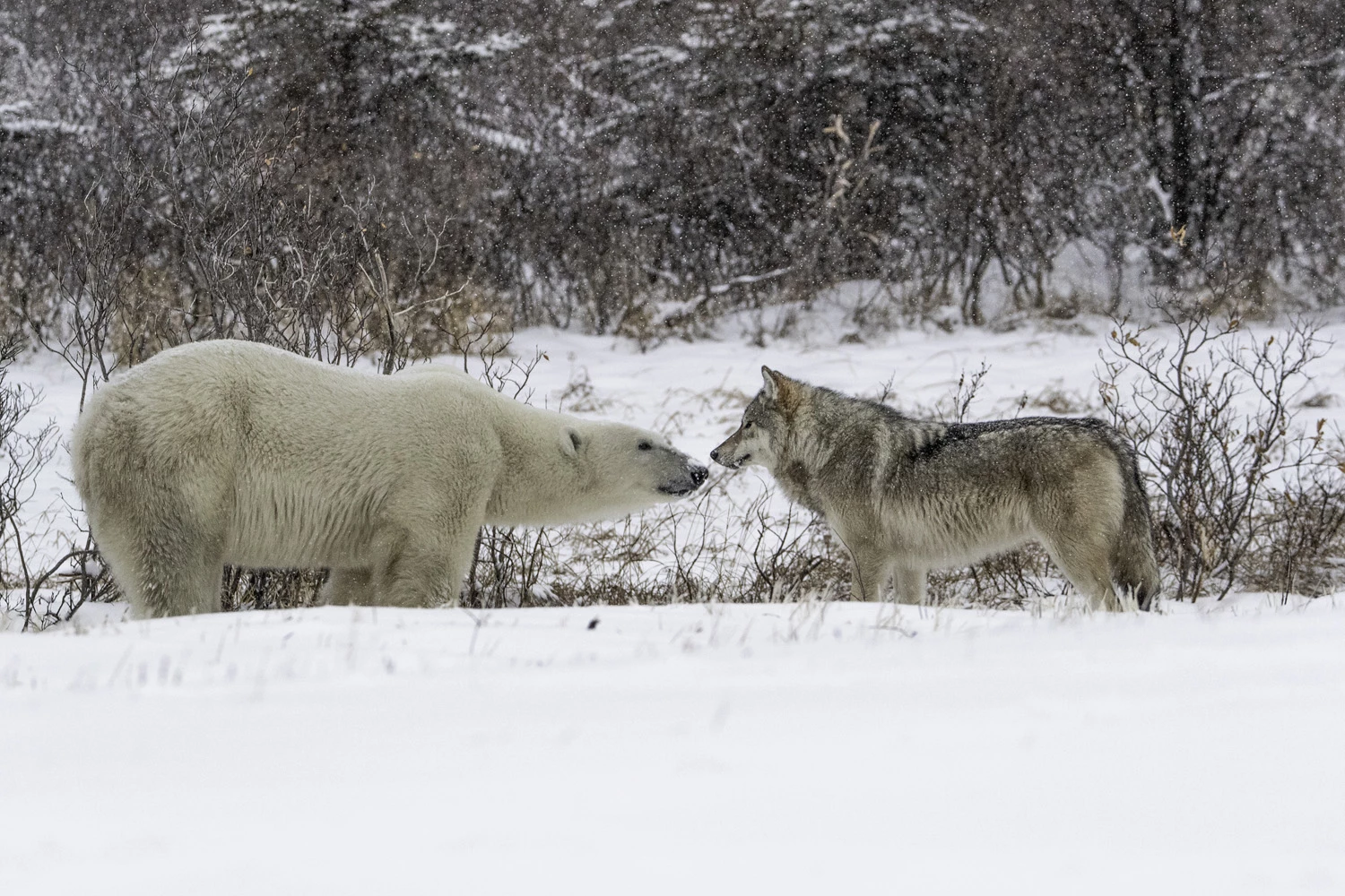 Special Mention - Thrills & Adventures. A wolf and a bear meet in Canada