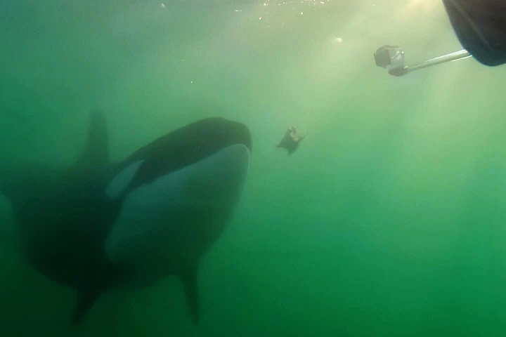 Researchers believe orcas offer prey to humans to observe their reactions, and maybe to practice learned cultural behavior and learn about another species