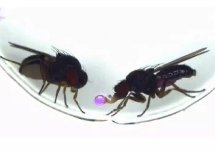 Drosophila subobscura males regurgitate food and offer it as a gift to females during courtship