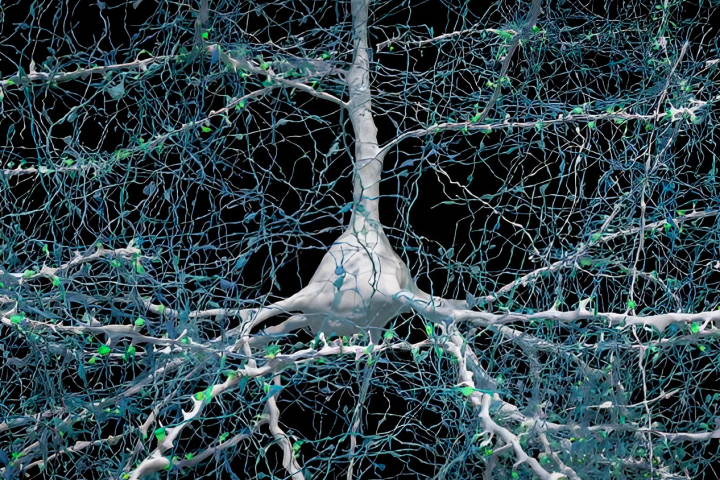 One neuron (white) connects to over 5,000 axons (blue) from other neurons, via at least that many synapses (green)