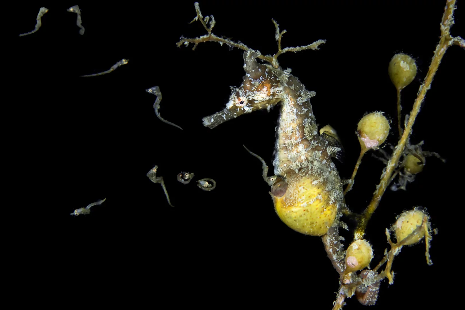 Highly commended, Category - Behavior. This photo was taken in Minamata, Kumamoto in Japan. This species of sea horse was not officially named until 2017. In order to avoid natural enemies and to improve the survival rate of babies, this sea horses in Minamata generally climb to the upper part of the seaweed between 2am and 6am to give birth