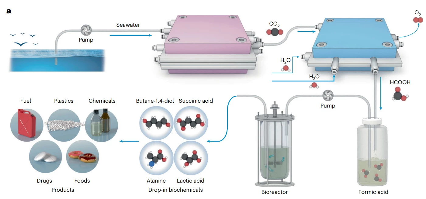 An illustration of the artificial ocean carbon recycling system that captures and converts oceanic CO2 into drop-in biochemicals