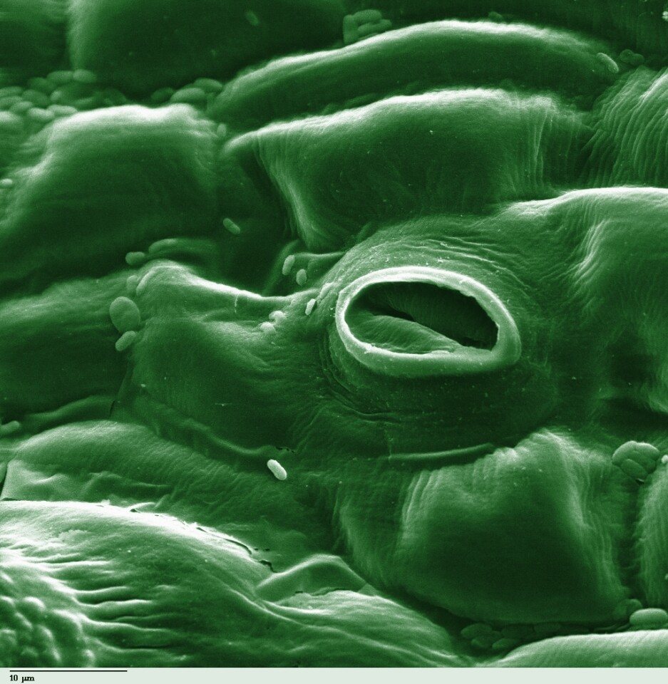 A microscope image of a tomato stomata