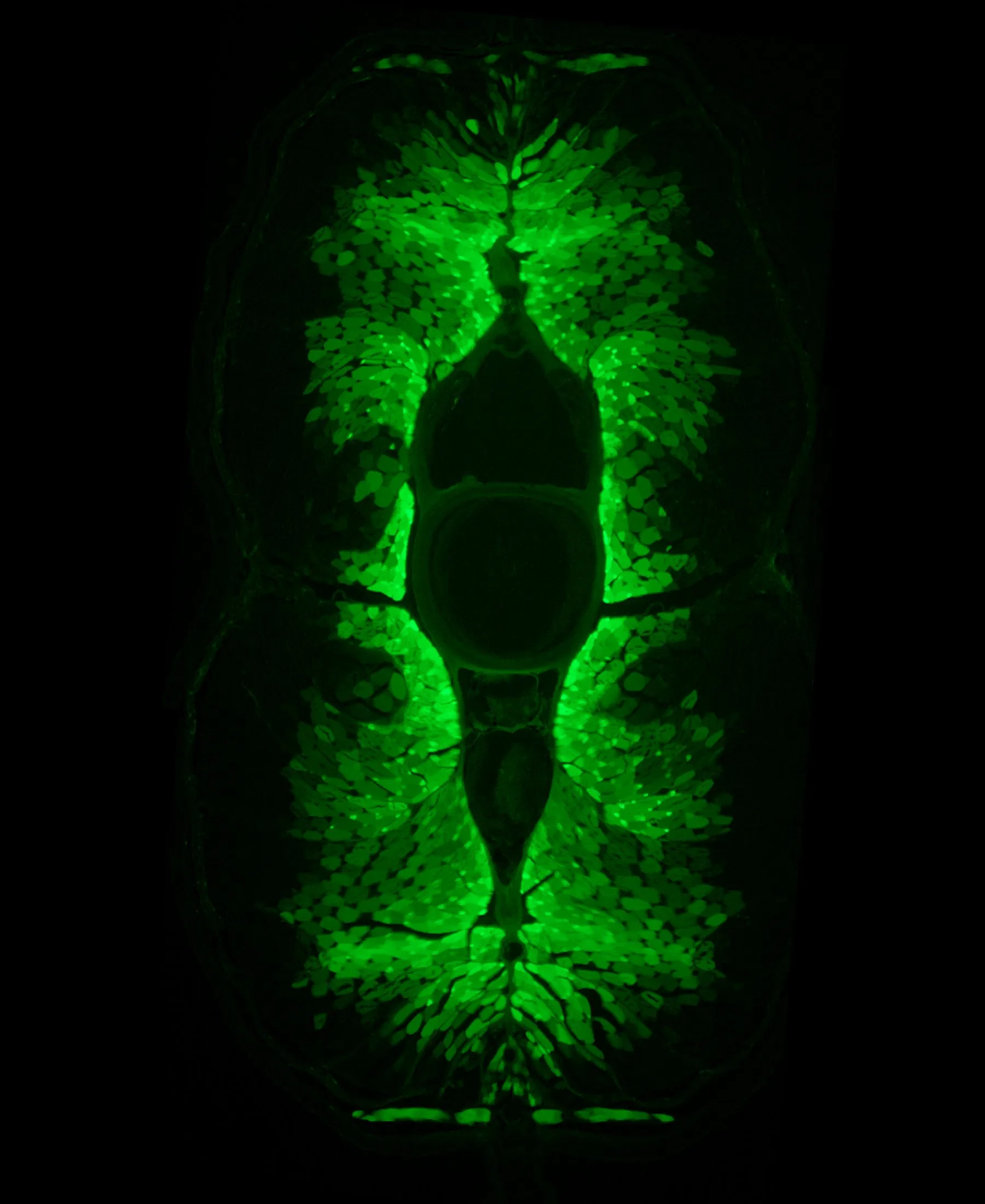 A fluorescence image of a transverse section of a preserved Anguilla japonica