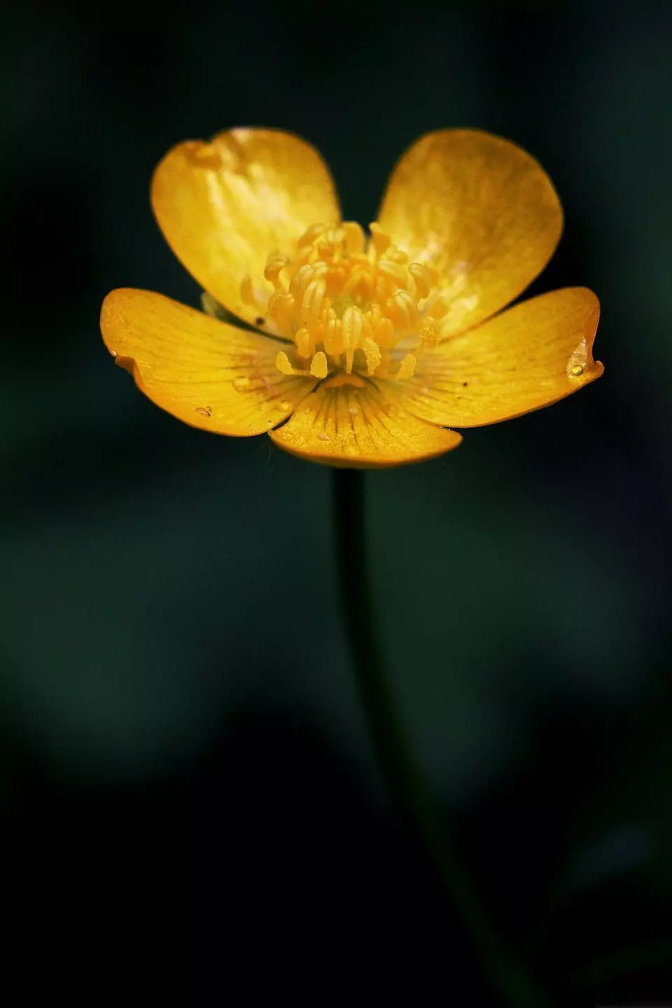 Jarrad Barnes was short-listed for this photograph of an Australian buttercup