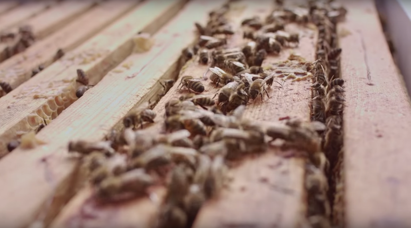 A successful trial placing a hive on the roof of the McDonald's in Stattena